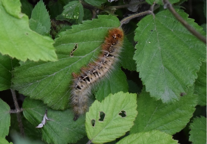 Bruco di Lasiocampa quercus